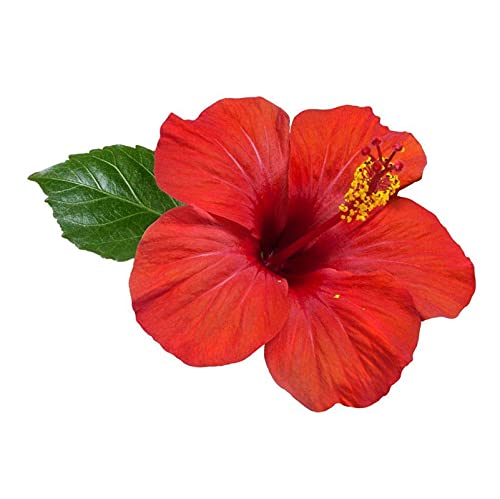 VS Products Hibiscus Flower Powder | Sembaruthi Flower Powder, 100g - View 4 of 4