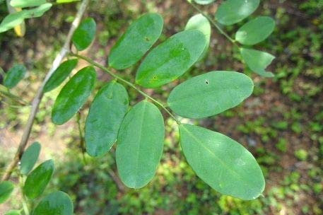 VS Products Elumbotti ilai Dry 150g - View 3 of 4