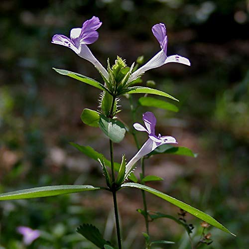 Neotea Neermulli | Ygrophila Auriculata Seed Powder | 300 GM Pack of 1 - View 3 of 4