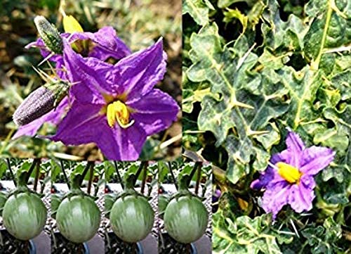VS Products Kandankathiri Powder,100g, Yellow Fruit Night-Shade Powder, Solanum Surattense, Solanum Virginianum, Indian nightshade, Thai green eggplant Powder, (pack of 1 x 100g) - View 3 of 3