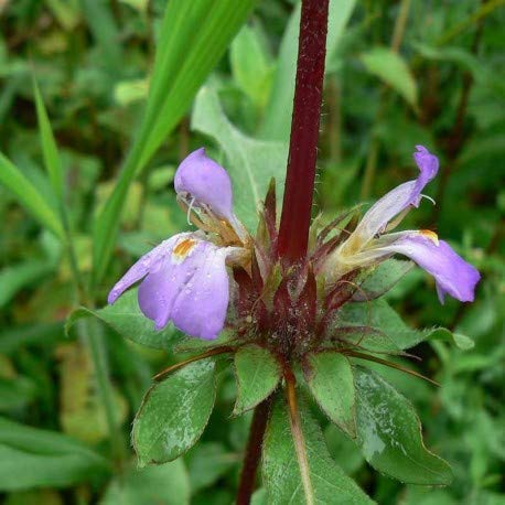 Neotea Neermulli | Ygrophila Auriculata Seed Powder | 300 GM Pack of 1 - View 4 of 4