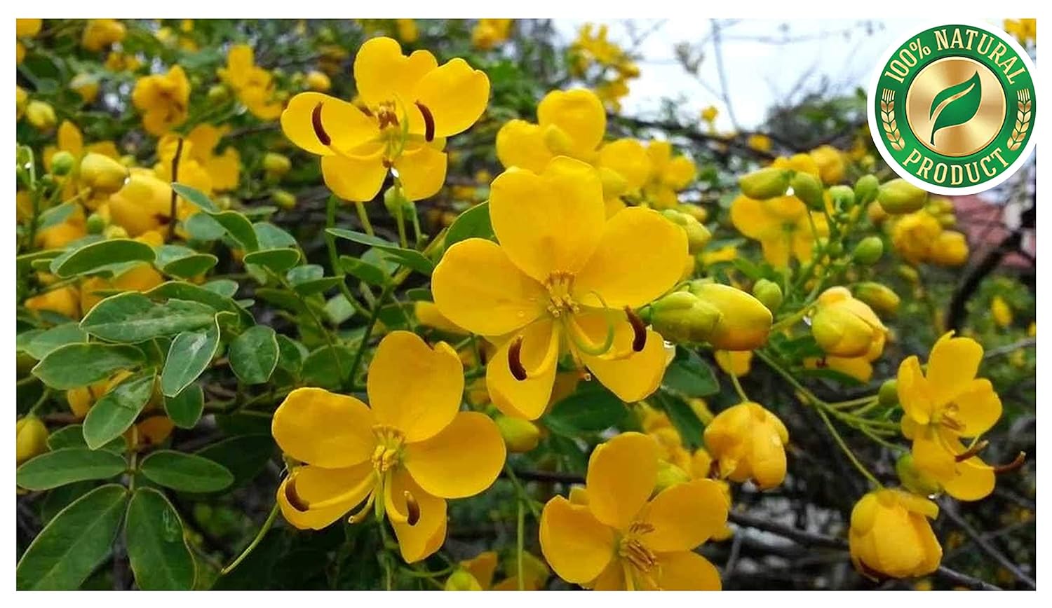 Neotea Dry Flower Avarampoo, Aavartaki, Tarwar, 200 G - View 3 of 3