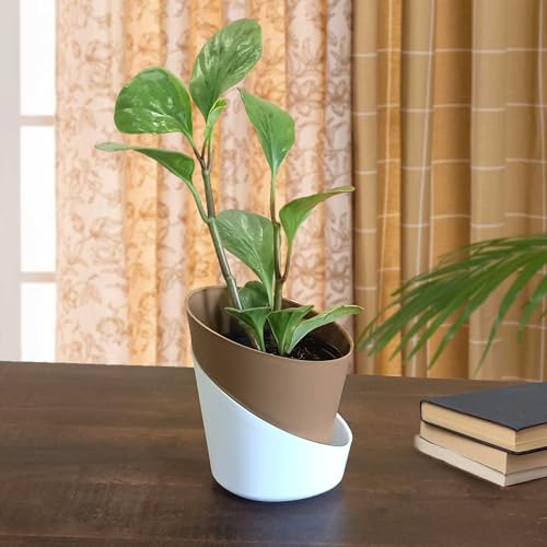 Casa De Amor Self Watering Pots for Indoor Plants | Home Decor, Living Room, Kitchen, Bedroom, Table Top, Office, Gifting | Plants not Included (Dusky Brown, Pack of 1) (FROM INDIA)NUZ - View 3 of 5