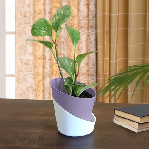 Casa De Amor Self Watering Pots for Indoor Plants | Home Decor, Living Room, Kitchen, Bedroom, Table Top, Office, Gifting | Plants not Included (Baby Blue, Pack of 1) (FROM INDIA)NUZ - View 2 of 5
