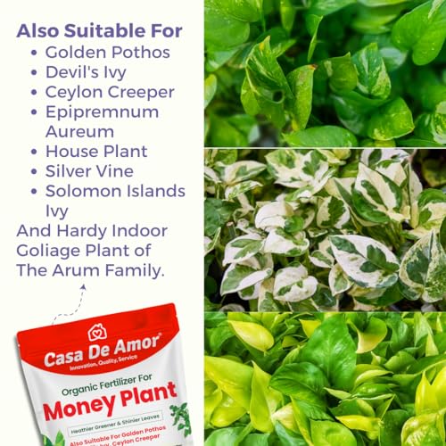 Casa De Amor Money Plant Essential Organic Fertilizer, Heathier Greener And Shinier Leaves For Indoor And Outdoor Gardening (900 Gram), Powder (FROM INDIA)NUZ - View 4 of 7