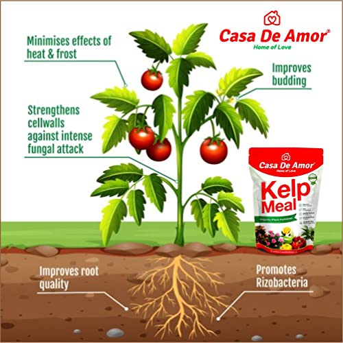 Casa De Amor Kelp Water Soluble Concentrate Powder | Pure &amp; Natural | Suitable For All Types of Plants (100 gm) - Set of 5 (FROM INDIA)NUZ - View 7 of 7