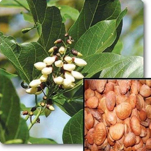 Casa De Amor Karanj Powder Organic Essential Fertilizer and Pest Repellent- 900 GM (FROM INDIA)NUZ - View 3 of 8