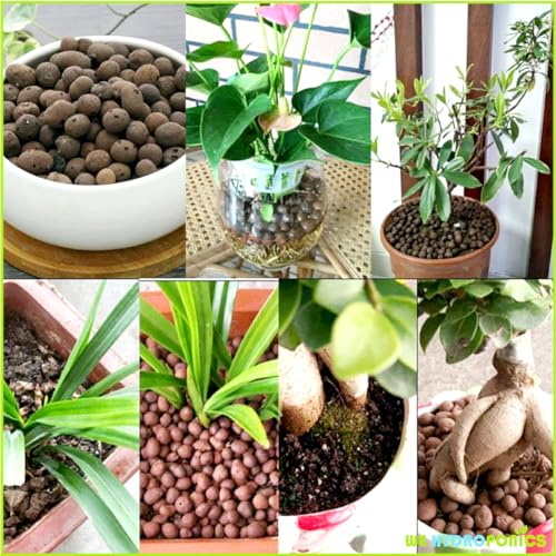 Casa De Amor Clay Balls, Hydrotons, Lightweight Expanded Clay Aggregate (LECA) Essential for Hydroponics, Aeroponics &amp; Aquaponics (830) (FROM INDIA)NUZ - View 6 of 8