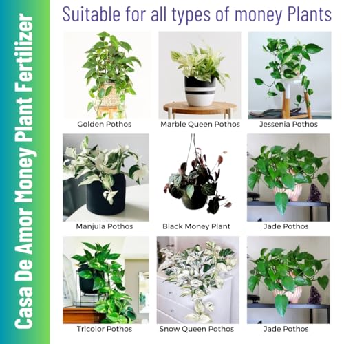 Casa De Amor Money Plant Essential Organic Fertilizer, Heathier Greener And Shinier Leaves For Indoor And Outdoor Gardening (900 Gram), Powder (FROM INDIA)NUZ - View 3 of 7