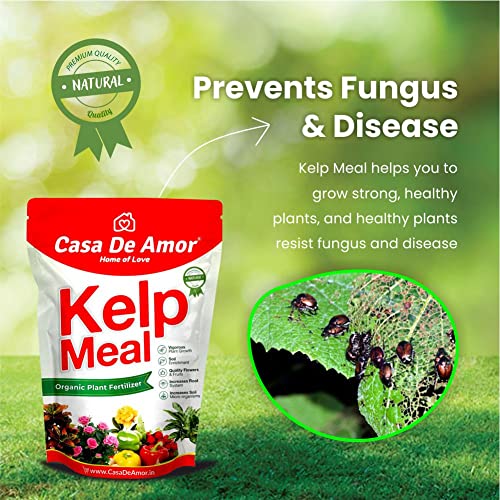 Casa De Amor Kelp Water Soluble Concentrate Powder | Pure &amp; Natural | Suitable For All Types of Plants (100 gm) - Set of 5 (FROM INDIA)NUZ - View 3 of 7