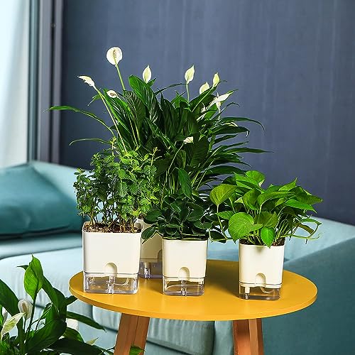 Casa De Amor Self Watering Pots (Pack of 6) for Indoor Plants | Home Decor, Living Room, Kitchen, Bedroom, Table Top, Office, Gifting | Plants not Included (White) (FROM INDIA)NUZ - View 2 of 6