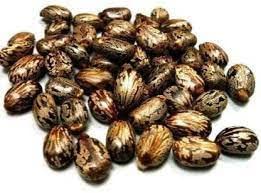 VedoMax Arandi Beej | Castor Seeds | Arandi Ke Beej | (100 gm) - View 2 of 3