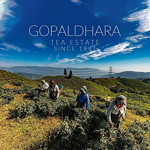 Gopaldhara Darjeeling Tea Emperor's Choice 2024 25g Tin Can - (Royal Series) FTGFOP1 First Flush Tea directly from the Highest Elevation 7000 Feet (FROM INDIA)SAB - View 6 of 6