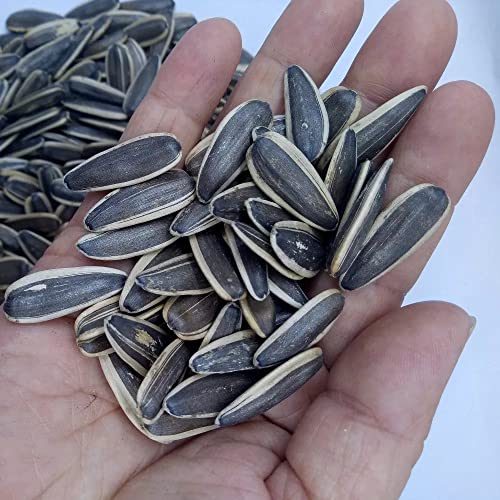 Striped Sunflower Seed for Bird Food (200gm) - View 4 of 6