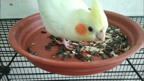 Striped Sunflower Seed for Bird Food (200gm) - View 5 of 6