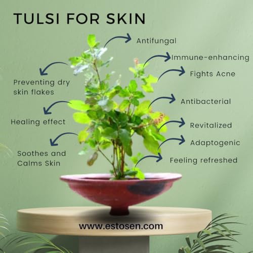 Estosen Organic Neem Tulsi Goat Milk Premium Handmade Soap - 100% organic - Fresh Goat Milk - Neem Tulsi powder &amp; Oil, Cold Pressed Coconut oil -100% Paraben Free -Sulphate Free -No Synthetic Colours 85GM (FROM INDIA)JEZ - View 4 of 7