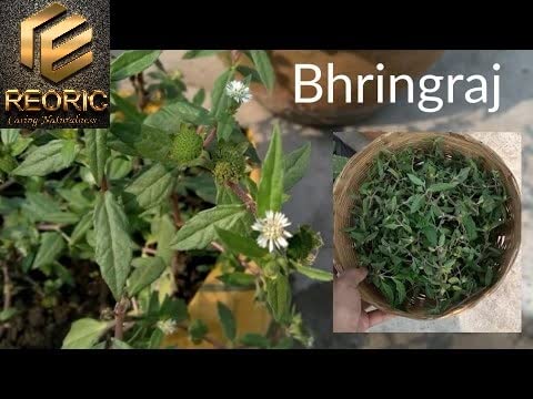 Reoric Bhringraj Powder |Eclipta Alba Powder For Hair Care |Organic Bhringraj Powder |Organic Karnataka Bhringraj (False Daisy) Leaf Powder for Skin and Hair (100g, Pack of 1) (FROM INDIA)SAB - View 3 of 7