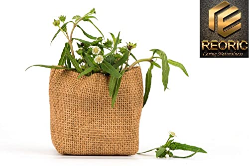 Reoric Bhringraj Powder |Eclipta Alba Powder For Hair Care |Organic Bhringraj Powder |Organic Karnataka Bhringraj (False Daisy) Leaf Powder for Skin and Hair (100g, Pack of 1) (FROM INDIA)SAB - View 5 of 7