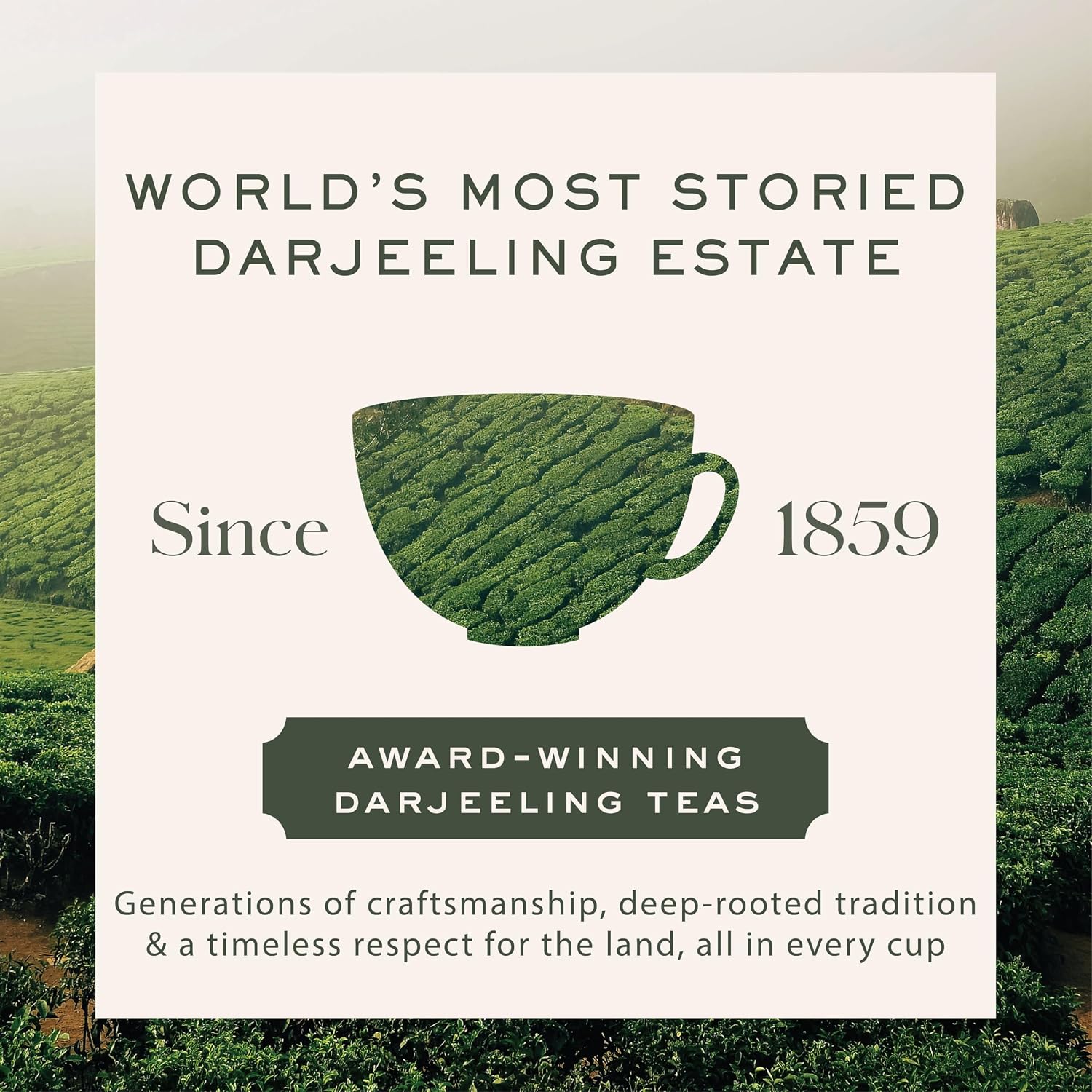 Makaibari Green Bru Darjeeling | Tea Bags| Premium Green Tea | Anti-Oxidants, Immunity Booster | 100 Tea bags - View 3 of 5
